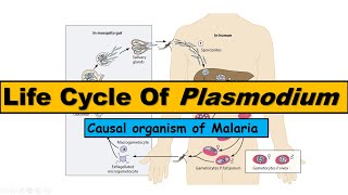 Life Cycle of Plasmodium  Malarial Parasite [upl. by Ellenohs]