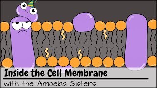 Inside the Cell Membrane [upl. by Leira]