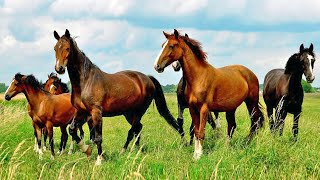 Cavalos Relinchando  Fatos e Curiosidades incríveis Sobre Cavalos Animais da Fazenda [upl. by Marty]