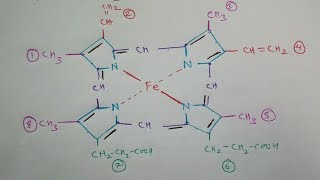 How to Draw Haemoglobin Molecule Structure  Heme Molecule  TCML [upl. by Eirot195]