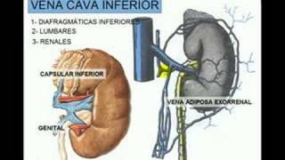 VENA CAVA INFERIOR 3 [upl. by Nolyarg958]