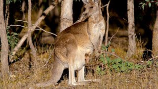 How Marsupials Are Different From Other Mammals 4K [upl. by Nairadas]