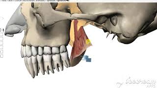 Medial pterygoid muscle 4 [upl. by Sterne462]