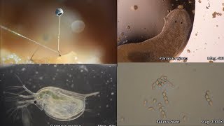 The Amazing Microscopic World [upl. by Goar629]