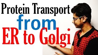 Protein transport from ER to golgi to lysosome [upl. by Agnimod]