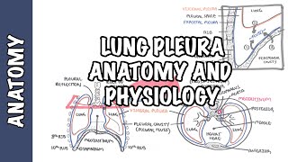 Pleural Effusion DETAILED  pathophysiology signs and symptoms treatment [upl. by Dido2]