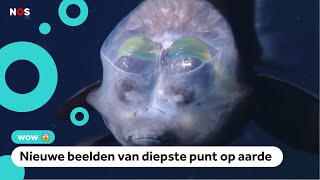 Deze waanzinnige dieren leven op 11 kilometer diepte [upl. by Idur]