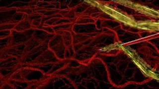 HHMI  Life Cycle of Malaria Parasite in Human Host [upl. by Ratib]