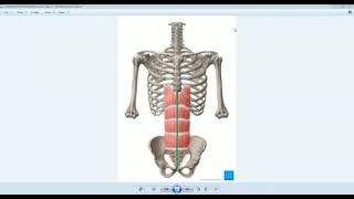 Autonomic Nerves of the Abdomen [upl. by Ellemac]