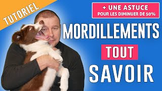 COMMENT ÉVITER les MORDILLEMENTS du CHIEN [upl. by Damicke945]