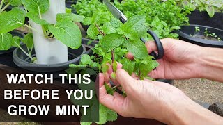 A MINTS CURSE  Mint plant care that you should know [upl. by Noelle781]