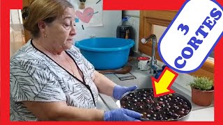 ⚫ APRENDE Cómo Preparar ACEITUNAS NEGRAS en CONSERVA 💛  3 CORTES [upl. by Alecia]