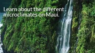 Learn about Mauis Microclimates  Maui Hawaii [upl. by Hagi]