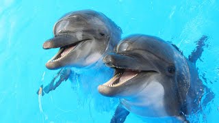 Nager avec les dauphins   musique zen relaxation douce dolphins tortue poissons F Amathy [upl. by Newra361]