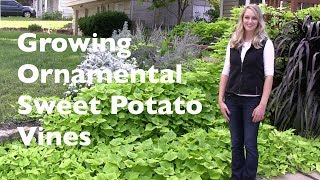 Growing Ornamental Sweet Potato Vines [upl. by Aig702]