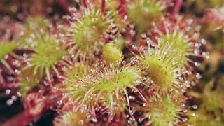 Sundews A Sticky Situation  feat Drosera Rotundifolia [upl. by Reitrac]