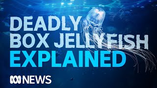 Box jellyfish The worlds most venomous creature takes another life  ABC News [upl. by Sadick]