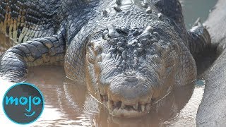 Top 10 Largest Reptiles [upl. by Eiclud679]