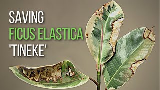 How to save a Ficus elastica Tineke cutting from dying [upl. by Rellia893]