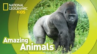 Gorilla Diet and Feeding Habits [upl. by Gibbon]