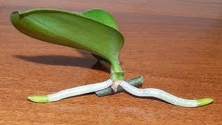 How to Grow Orchids from Stem Cuttings [upl. by Lrat93]