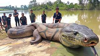 10 Biggest Snakes Ever Discovered [upl. by Akinohs]