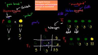 6Homozygous and Heterozygous genotype HSC biology [upl. by Schuman]