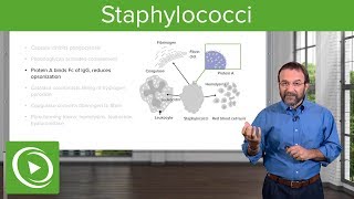 Staphylococci – Microbiology  Lecturio [upl. by Enneirdna]