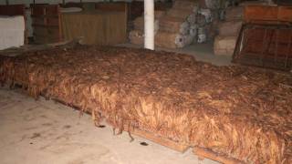 Cigar Tobacco Curing and Fermentation [upl. by Aisatan384]