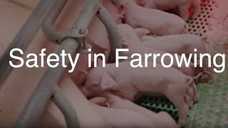 Safety in Farrowing [upl. by Desdee]