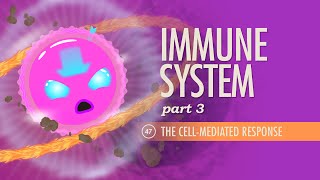 Immune System Part 3 Crash Course Anatomy amp Physiology 47 [upl. by Scherle146]