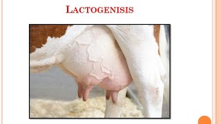 LactogenisisVeterinaryPhysiology [upl. by Llerrut436]