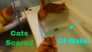 Cats Scared of Water Compilation [upl. by Ninaj]