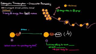 Chromatin Remodeling in Eukaryotes [upl. by Ardnaiek]