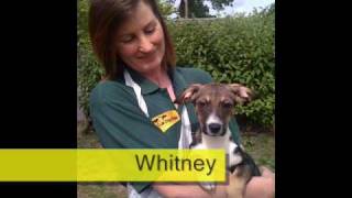 Dogs Trust Glasgow Rehoming Gallery [upl. by Munt]