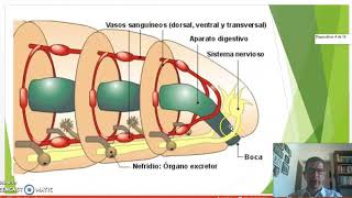 CLASE GENERALIDADES SOBRE ANÉLIDOS [upl. by Yelah]