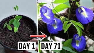 How to Grow amp Care for Butterfly Pea Plant Complete Growing GUIDE [upl. by Idnyc]