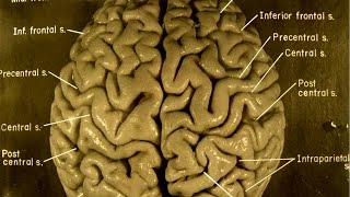 Take A Guided Tour Of Einsteins Brain [upl. by Akilat]