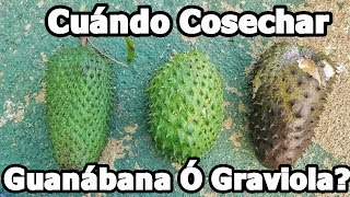 Cuando cosechar la guanabana o graviola [upl. by Eikcim580]