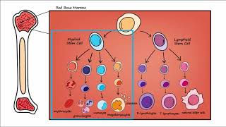 Leukemia  Overview [upl. by Lamont]