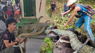 MONTERS KING COBRA NG TAYABAS QUEZON TATLO NA ANG NATKLAW [upl. by Dita644]