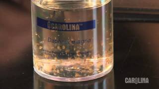 How to Care for Daphnia [upl. by Caswell]