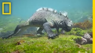 Swim Alongside a Galápagos Marine Iguana  National Geographic [upl. by Sikorski]