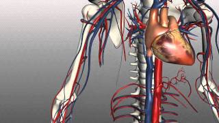 Veins of the body  PART 1  Anatomy Tutorial [upl. by Alakcim]