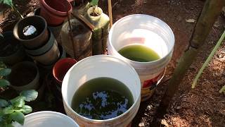 How to grow Green Water Algae [upl. by Trammel]