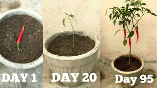 FASTEST METHOD TO GROW CHILLIES AT HOMEBeginning till harvest [upl. by Vaules]