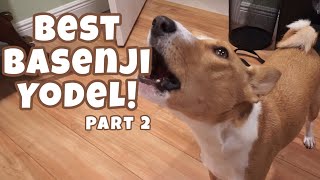 Best Basenji Yodel Ever Part 2 [upl. by Yeldahc77]