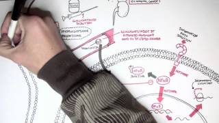 Pharmacology  Glucocorticoids [upl. by Helga]