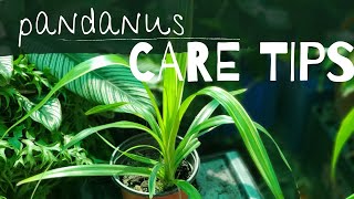 PANDANUS  How I care for Pandanus  Pandanus Care Tips [upl. by Airetahs]