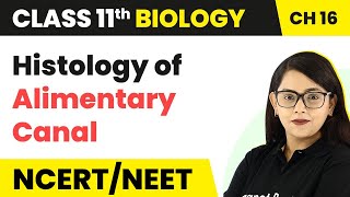 Histology of Alimentary Canal  Digestion and Absorption  Class 11 Biology [upl. by Lebama]